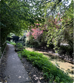 Picture Cullompton Canal