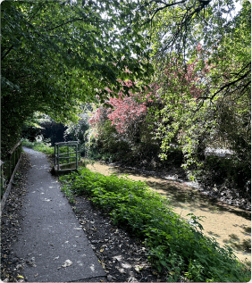 Picture Cullompton Canal